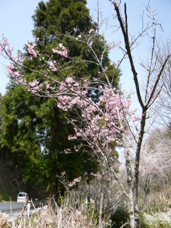 山本直樹@.JPG