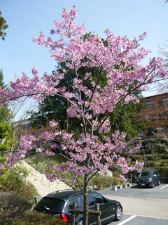 楠野.JPG