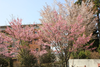 IMG_0523.JPG